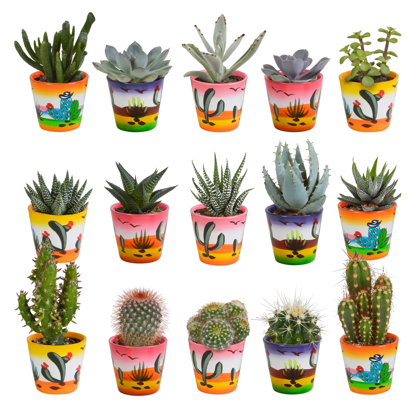 Cactus en vetplanten Mischung 5,5 cm | 15 stück - in Mexicaanse pot - Pflanzfix24.de - Pflanzfix24.de