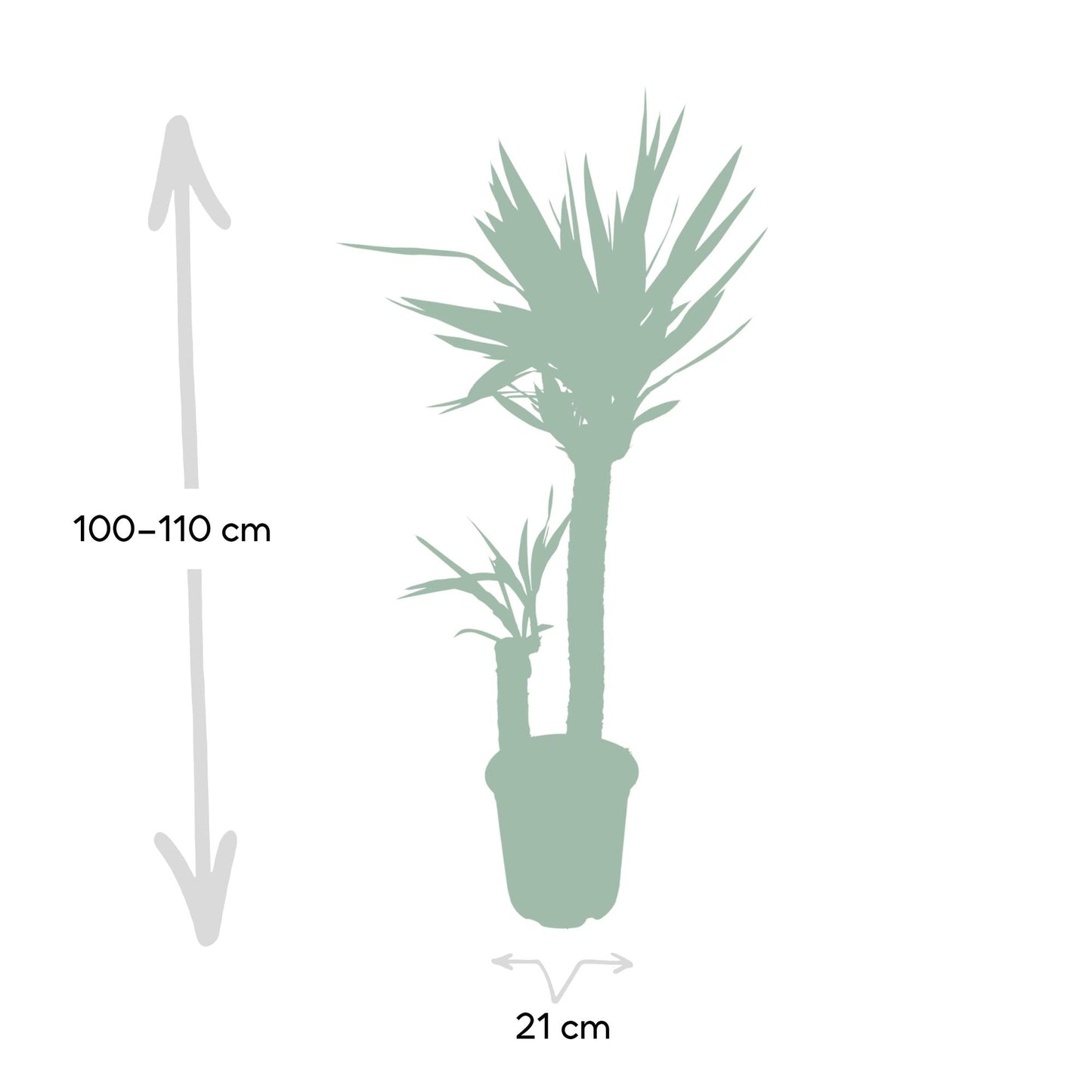 Yucca Elephantipes - Ø21cm - ↕100cm - Pflanzfix24