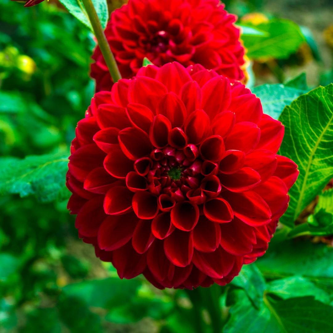 Dutch Dahlia Mix M - 4 dahlia's + Mango Kokos Thee geschenk - Pflanzfix24