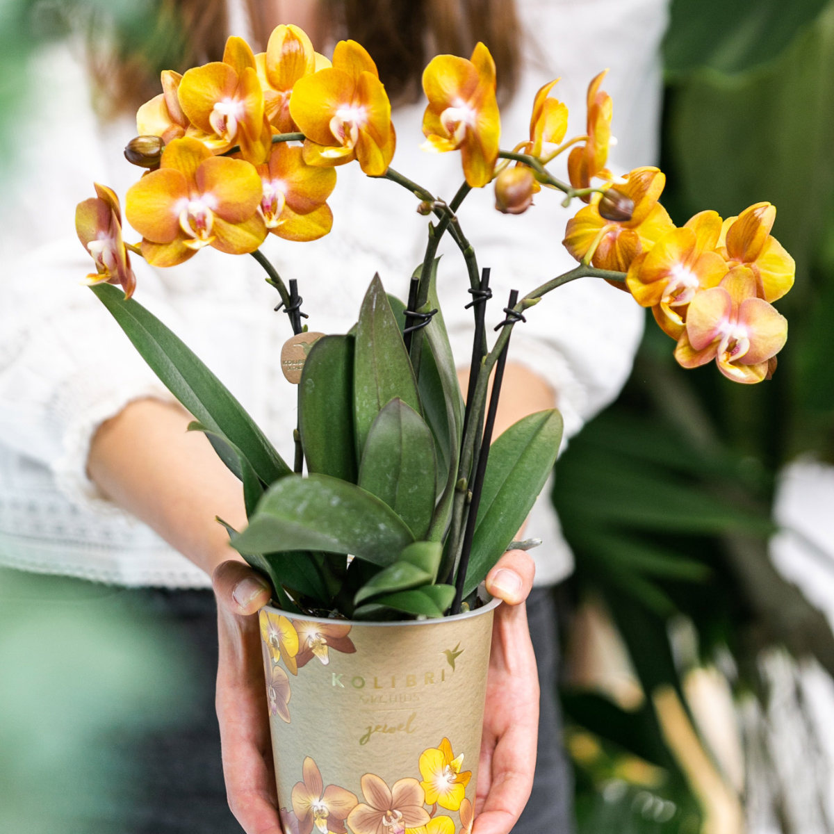 2x Orchidee Orange Ø12cm – Phalaenopsis „Las Vegas“ | Pflanzfix24.de - Pflanzfix24.de