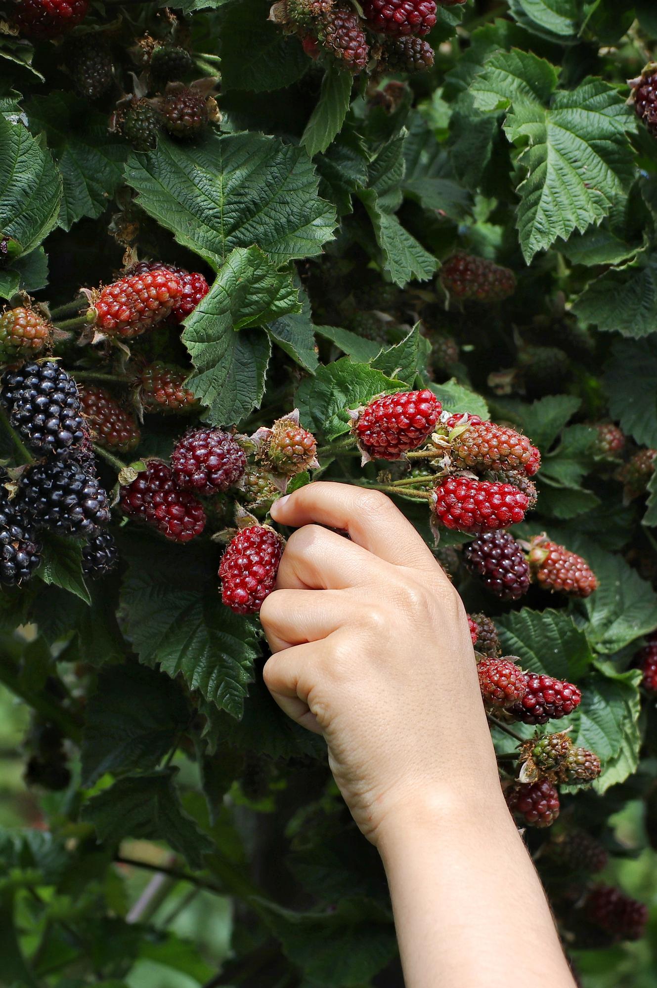 Rubus fruticosus Thornless Evergreen – dornlose Kletterbrombe | Pflanzfix24.de - Pflanzfix24.de