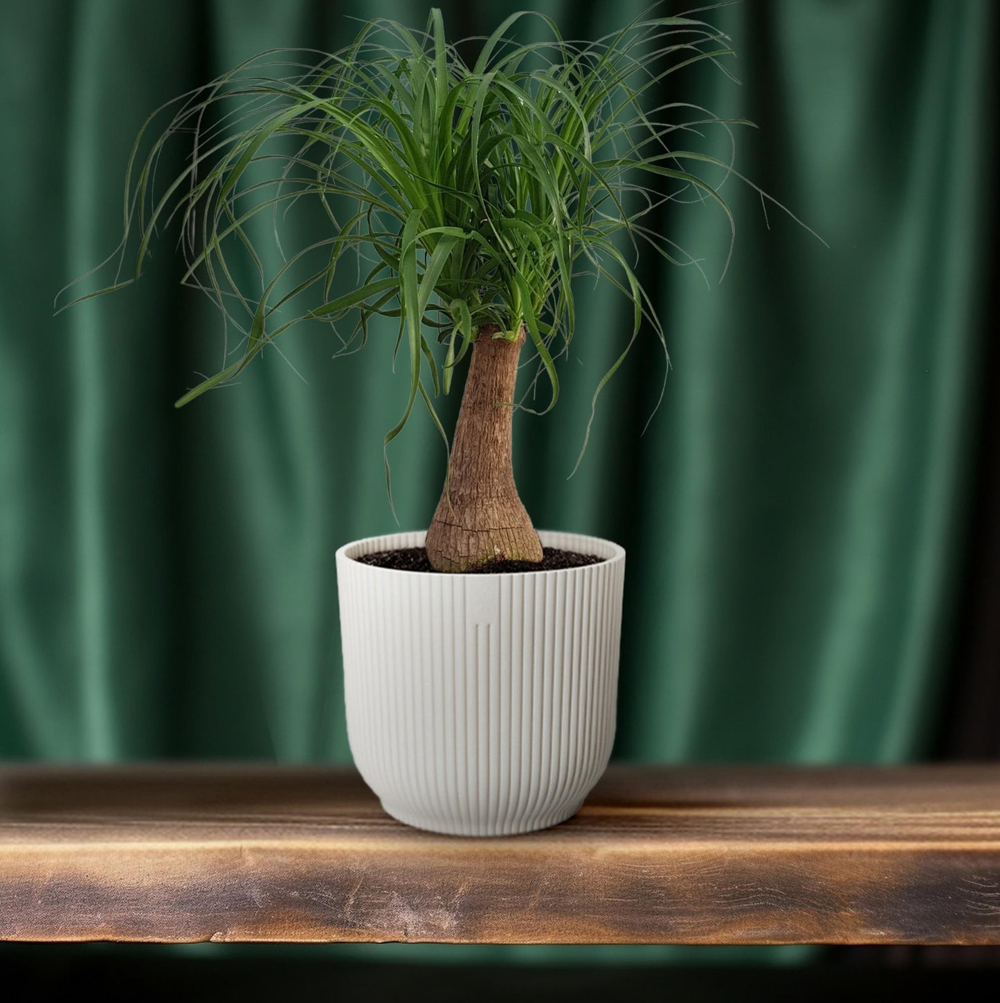 Beaucarnea 'Maya Palm' Stam P19 - Ø19cm - ↕70cm - Pflanzfix24