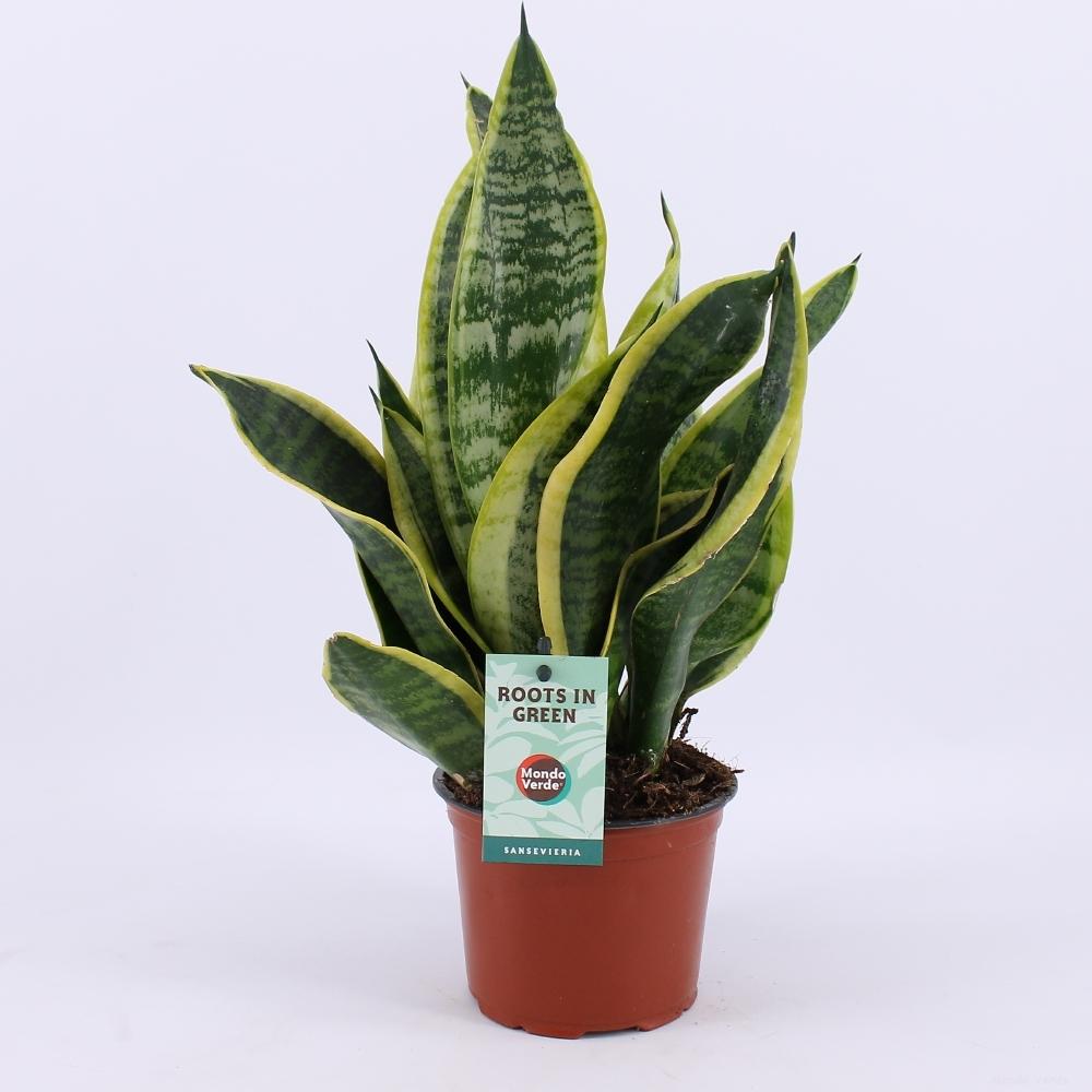 Sansevieria Futura Superba Ø12cm – 35cm hoch | Pflanzfix24