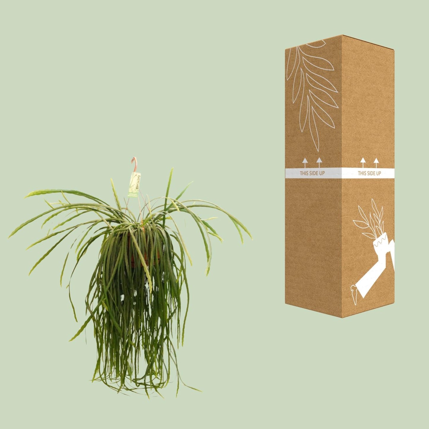 Lepismium Bolivianum - Ø21 ↕70 bei Pflanzfix24