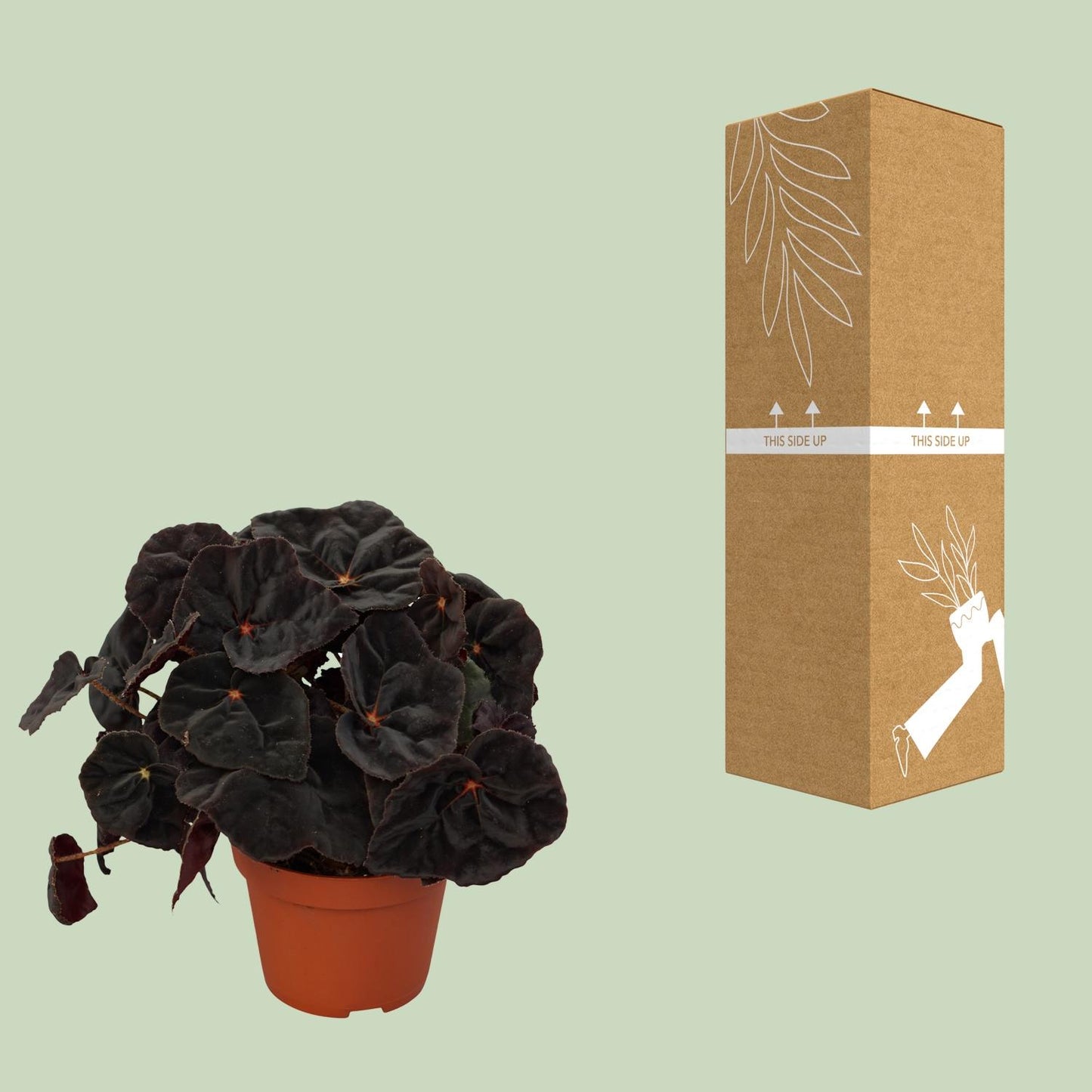 Begonia Rex Conga 12cm - Ø12cm - ↕25cm - Pflanzfix24