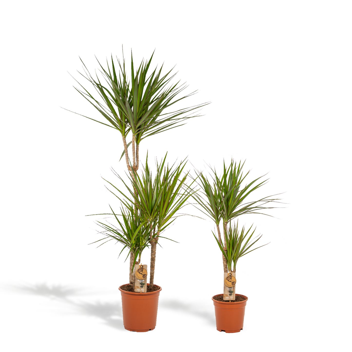 Dracaena 120cm + 70cm Set - Pflanzfix24.de - Pflanzfix24.de