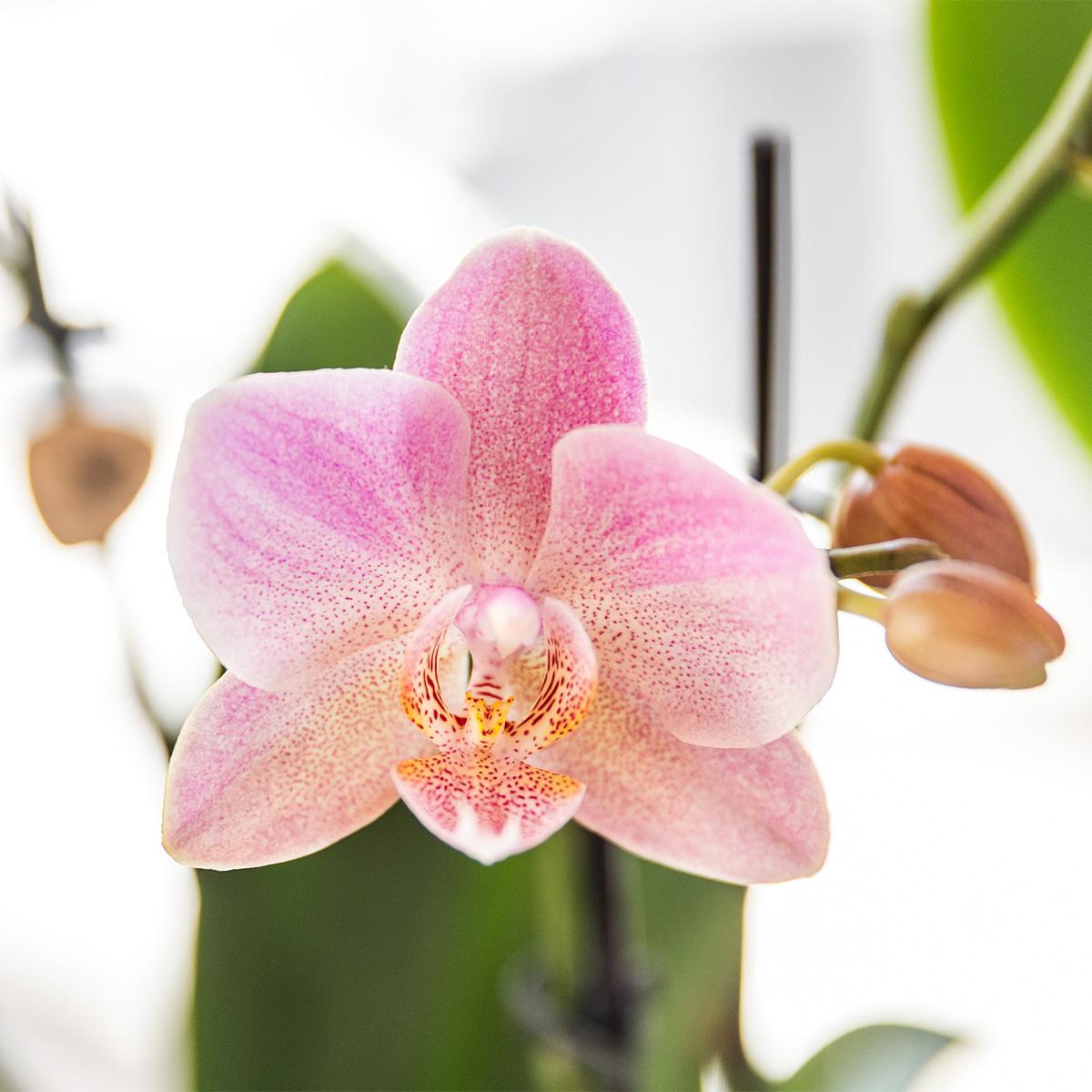 2x Orchidee „Treviso“ Altrosa Ø12 cm – Phalaenopsis Set | Pflanzfix24.de - Pflanzfix24.de