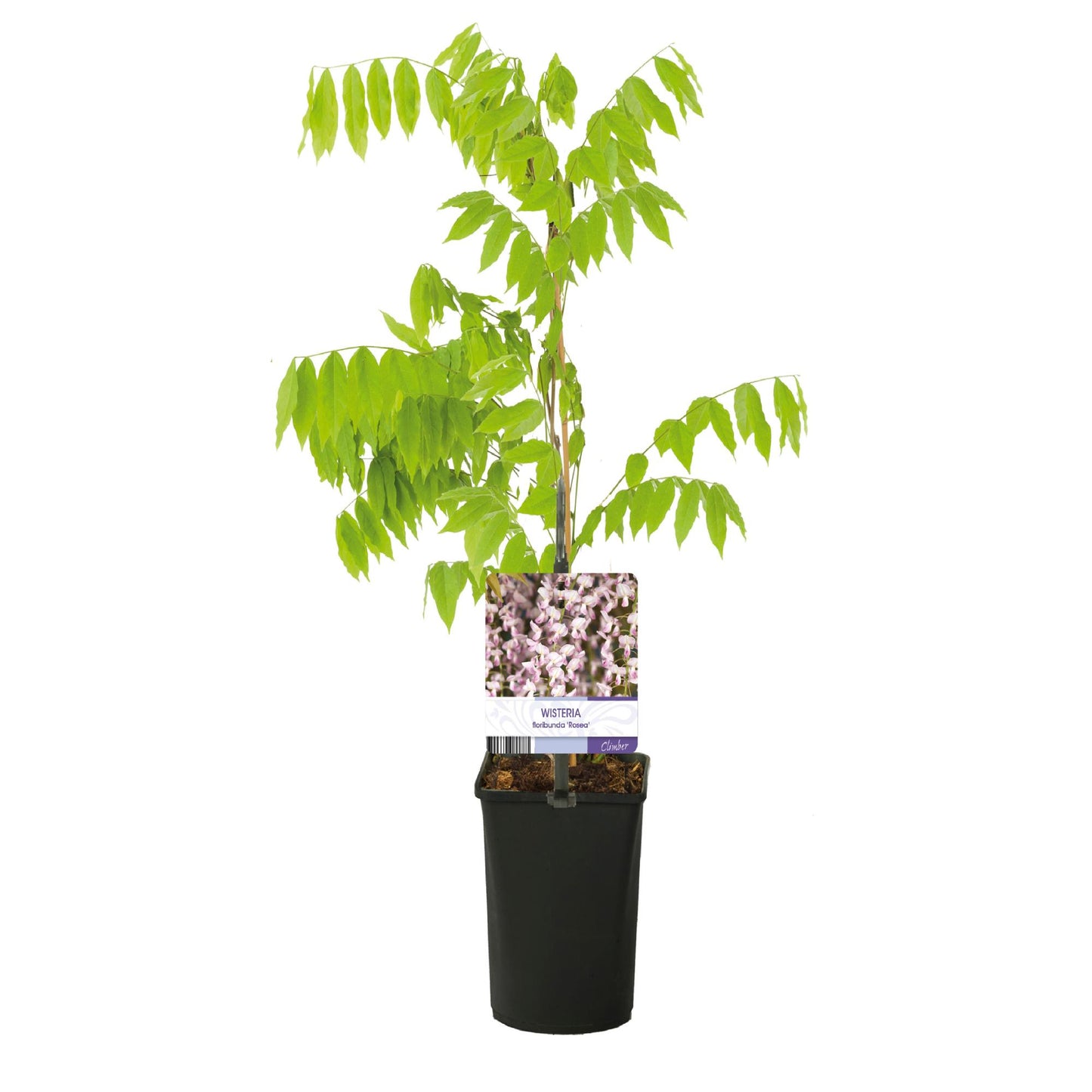 GreenboutiQ - Blauregen - Wisteria floribunda Rosea - 1 Pflanze - Topf 11cm - Pflanzfix24.de - Pflanzfix24.de
