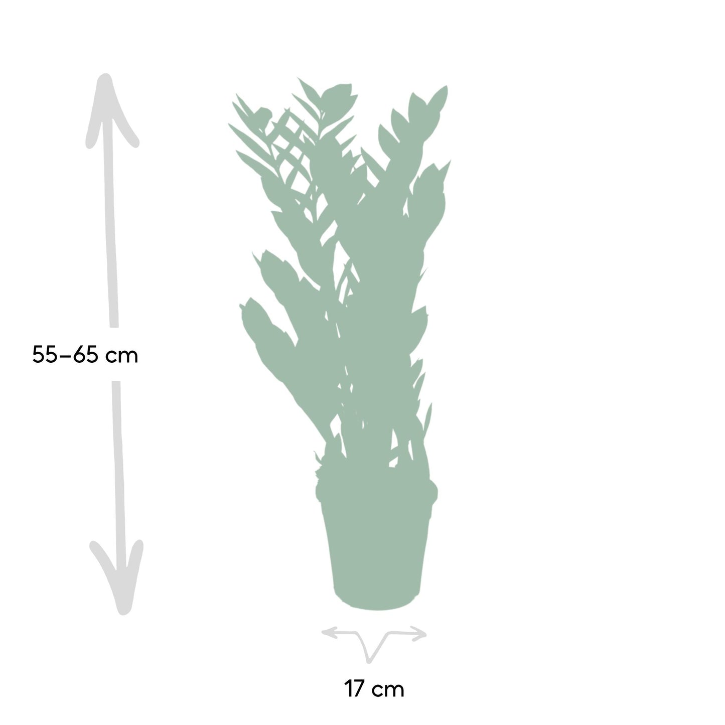 Zamioculcas Zamiifolia Ø17cm, 70cm – Grüne Zimmerpflanze | Pflanzfix24.de - Pflanzfix24.de