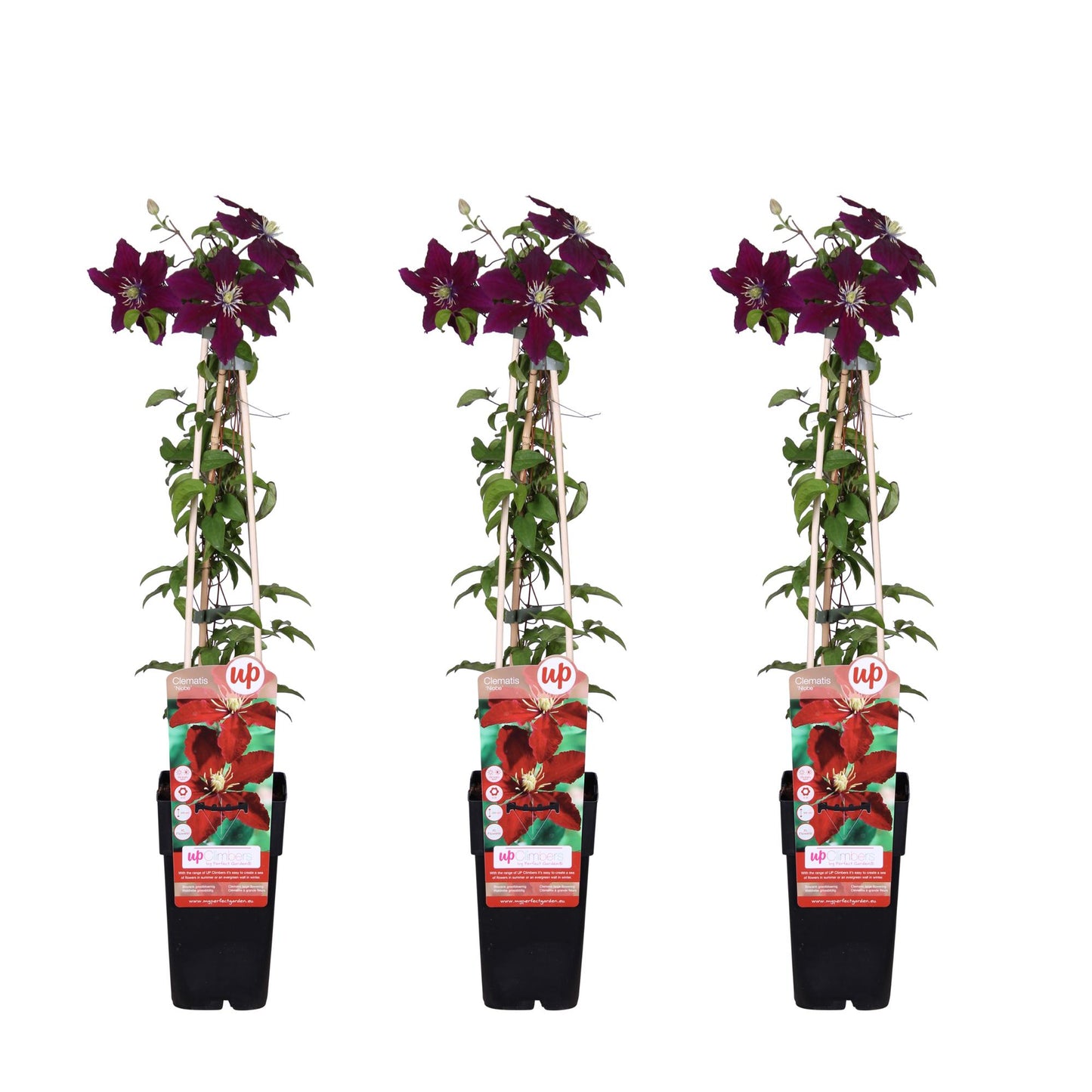 3x - Clematis Niobe - ↨65cm - Ø15 - Pflanzfix24.de - Pflanzfix24.de