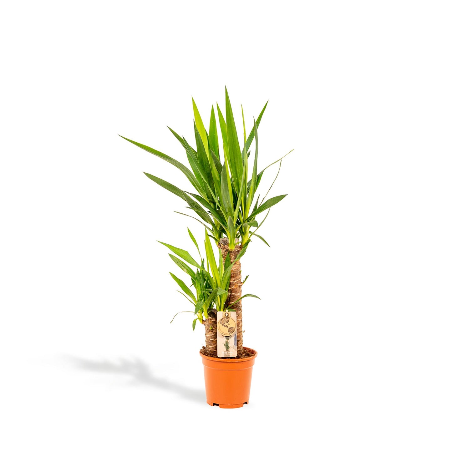 Yucca 90 cm – Ø17 cm – Pflanzfix24.de - Pflanzfix24.de