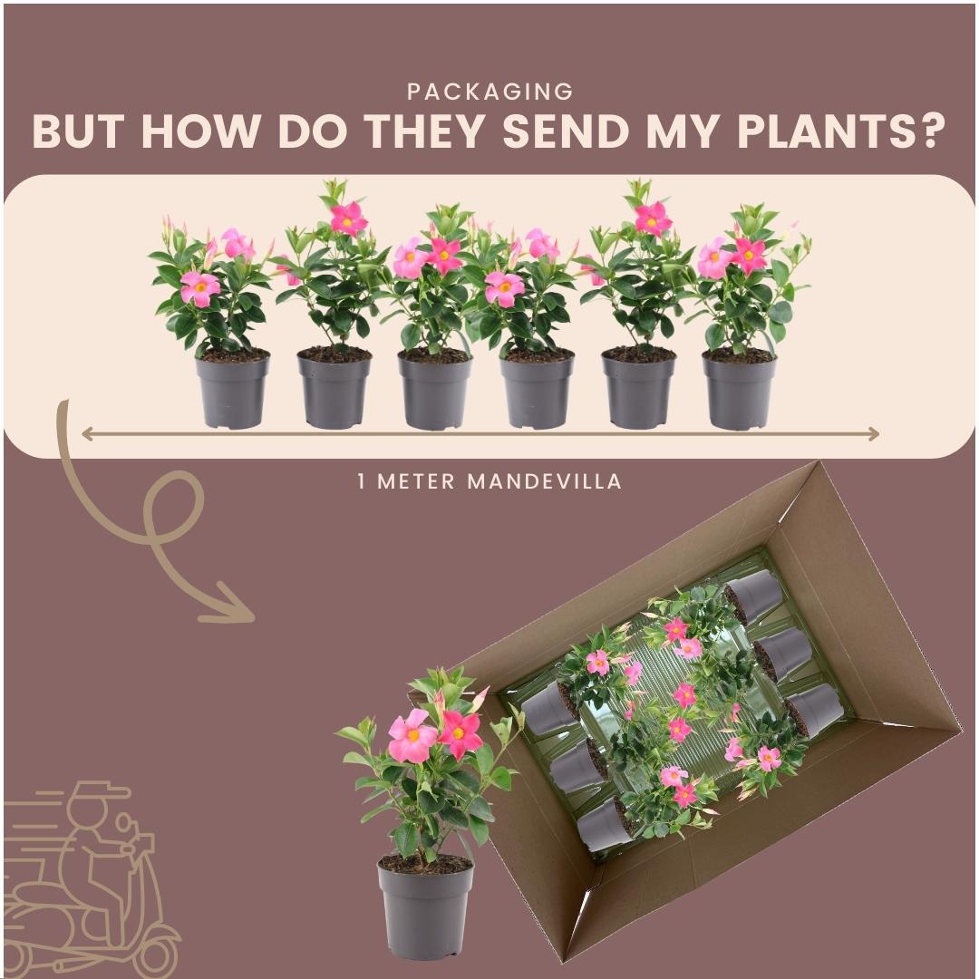 6 x Dipladenia Pink - Mandevilla Pink - pflanzfix24