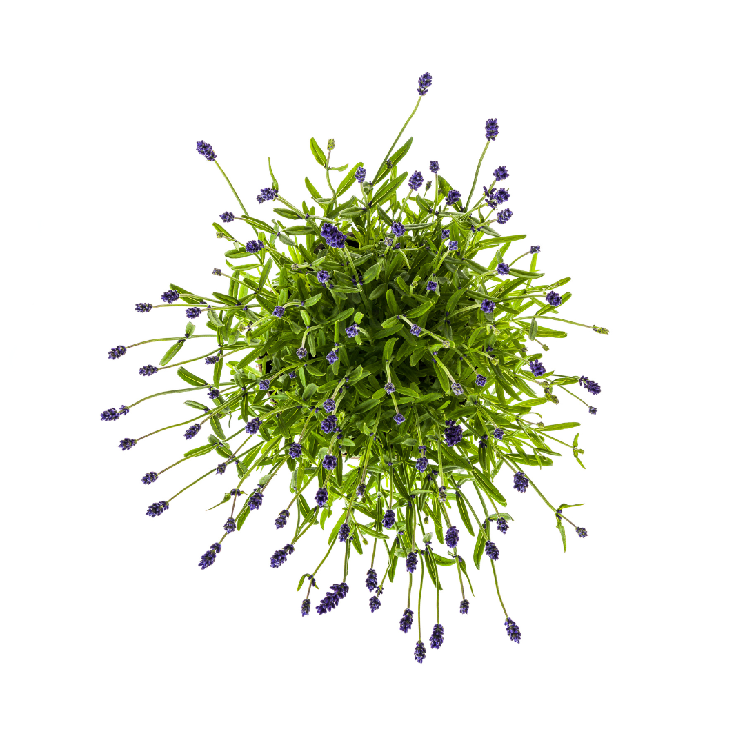 2x Lavandula angustifolia Ø19cm - ↕40 - 50cm - Pflanzfix24.de - Pflanzfix24.de