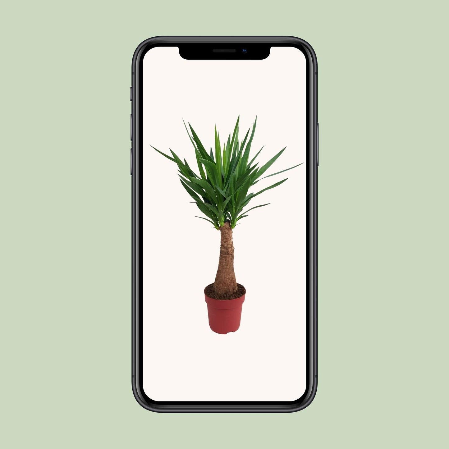 Yucca Maya Tree Ø21cm – 100cm hoch | Pflanzfix24.de - Pflanzfix24.de