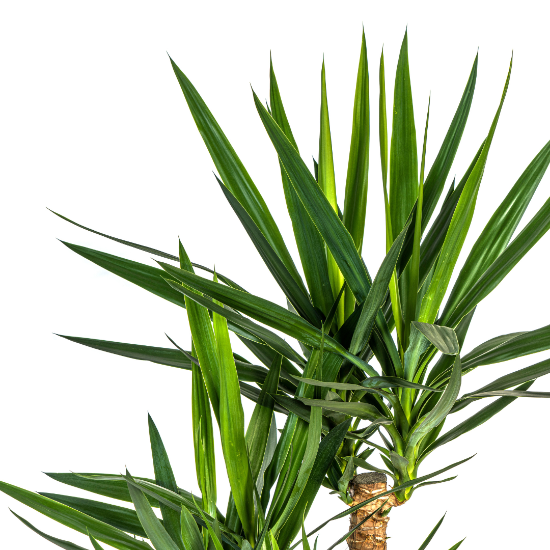 Yucca Elephantipes Verzweigt Ø24cm | Zimmerpflanze 80-100cm – Pflanzfix24.de - Pflanzfix24.de