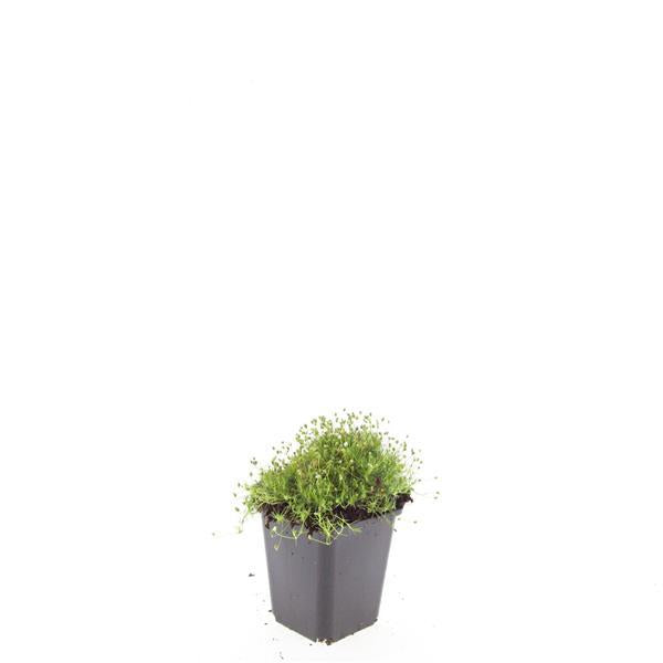 24x Sagina subulata - Irisches Moos - Bodendecker - Pflanzfix24