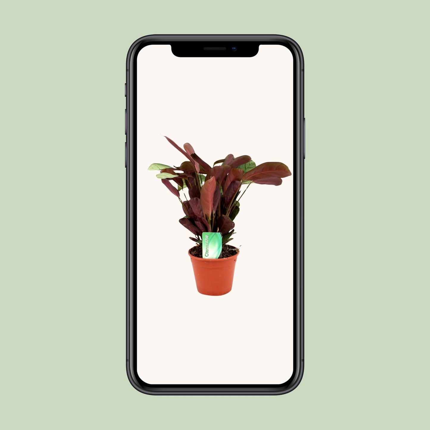 Ctenanthe Amagris - Ø14cm - ↕25cm - Pflanzfix24.de - Pflanzfix24.de