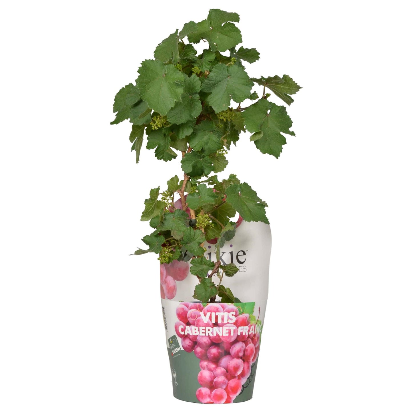 Vitis Pixie Cabernet Franc - Ø14cm - Pflanzfix24