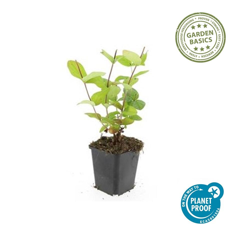40x Hypericum inodorum 'Beauty' – Strauch mit goldgelben Blüten | Pflanzfix24