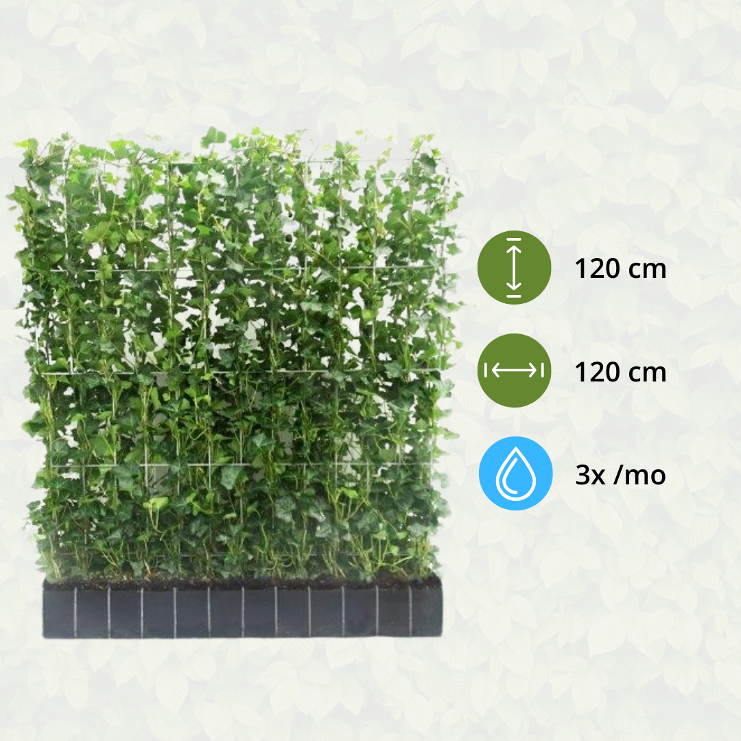 Hedera Hibernica - Efeu - Fertighecke - Pflanzfix24.de - Pflanzfix24.de