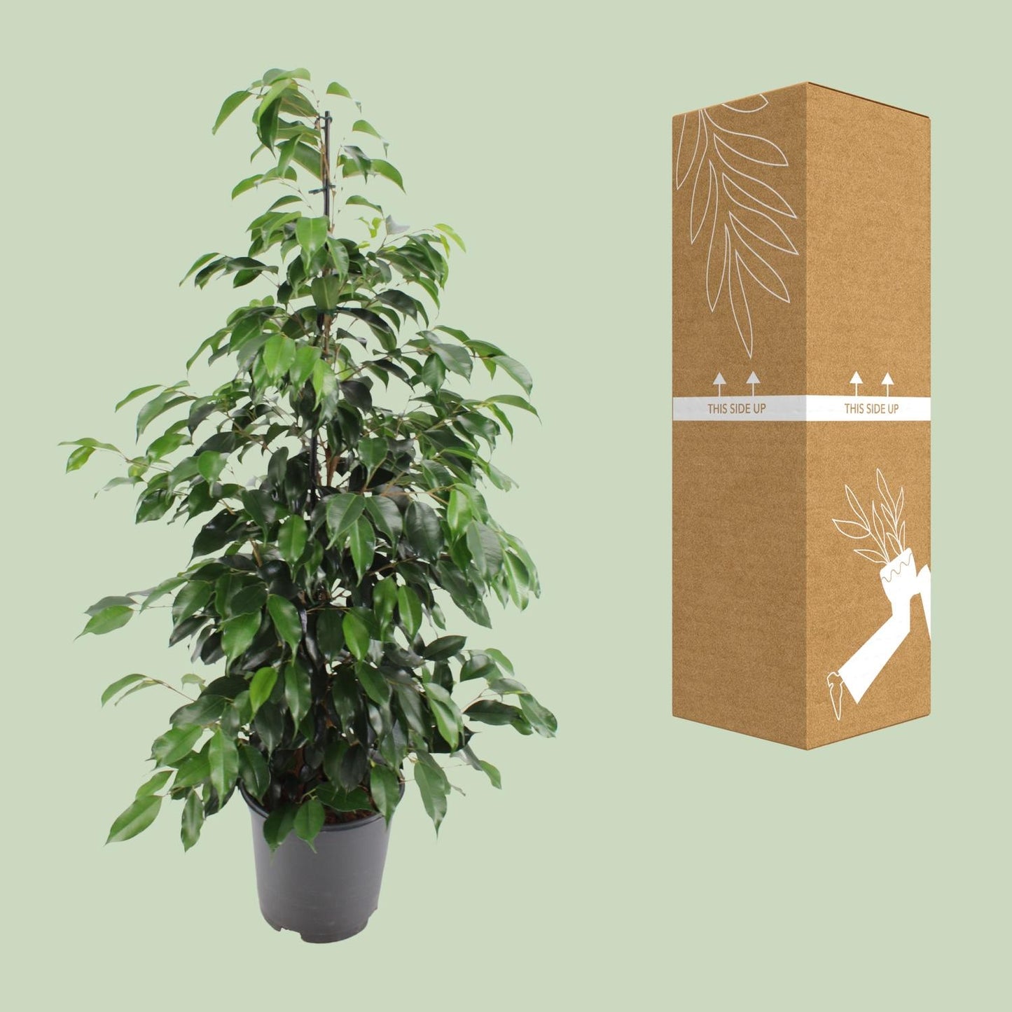 Ficus benjamina Danielle - Ø21cm - ↕95cm bei Pflanzfix24.de - Pflanzfix24.de