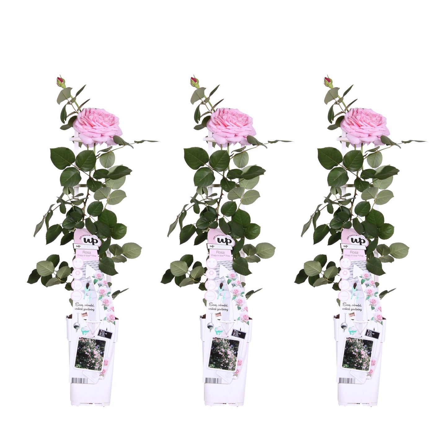 3x - Rosa Crazy in Love 'Pink' - ↨65cm - Ø15 - Pflanzfix24