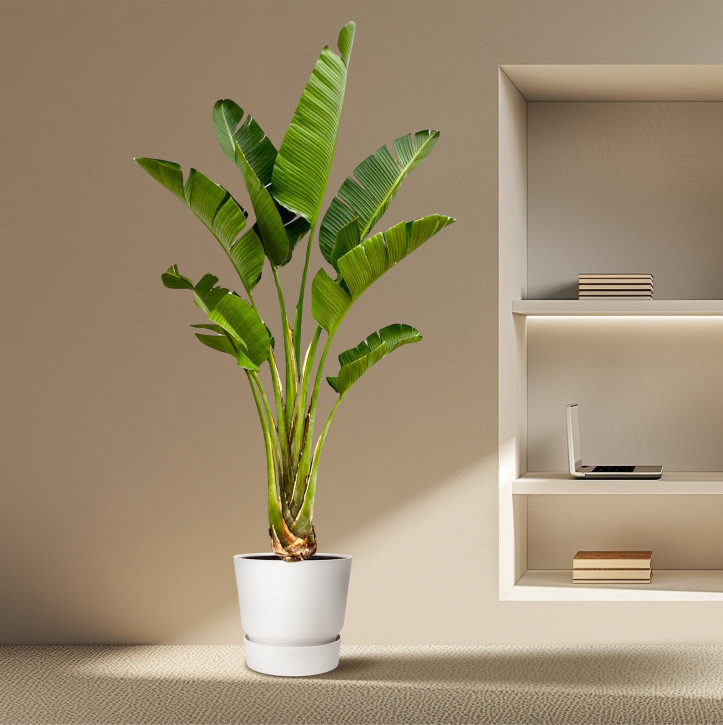 Strelitzia Augusta 250 cm Ø45 – Weiße Paradiesvogel Pflanze | Pflanzfix24.de - Pflanzfix24.de
