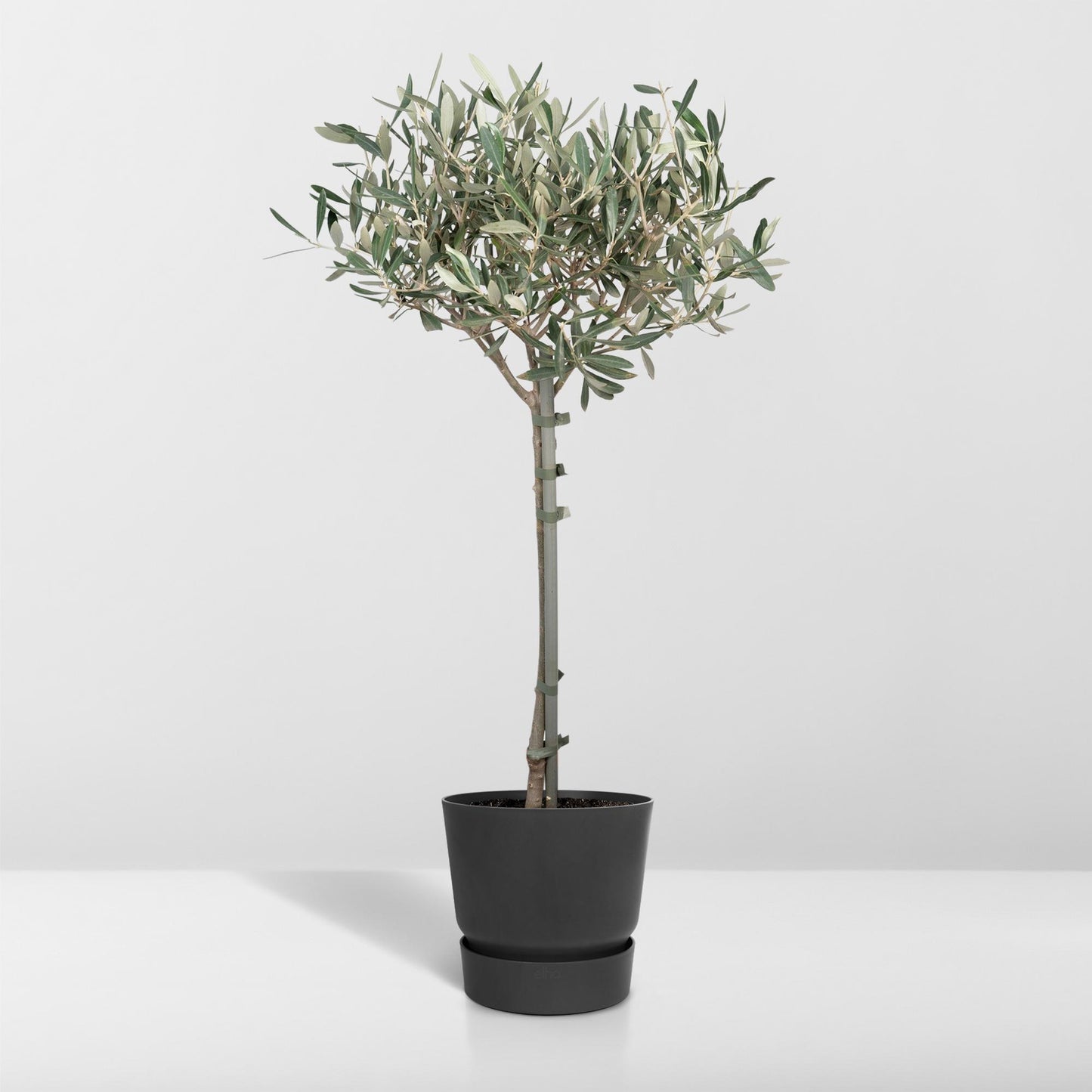 Olivenbaum Olea Europaea auf Stamm Ø19cm 90cm – Pflanzfix24.de - Pflanzfix24.de