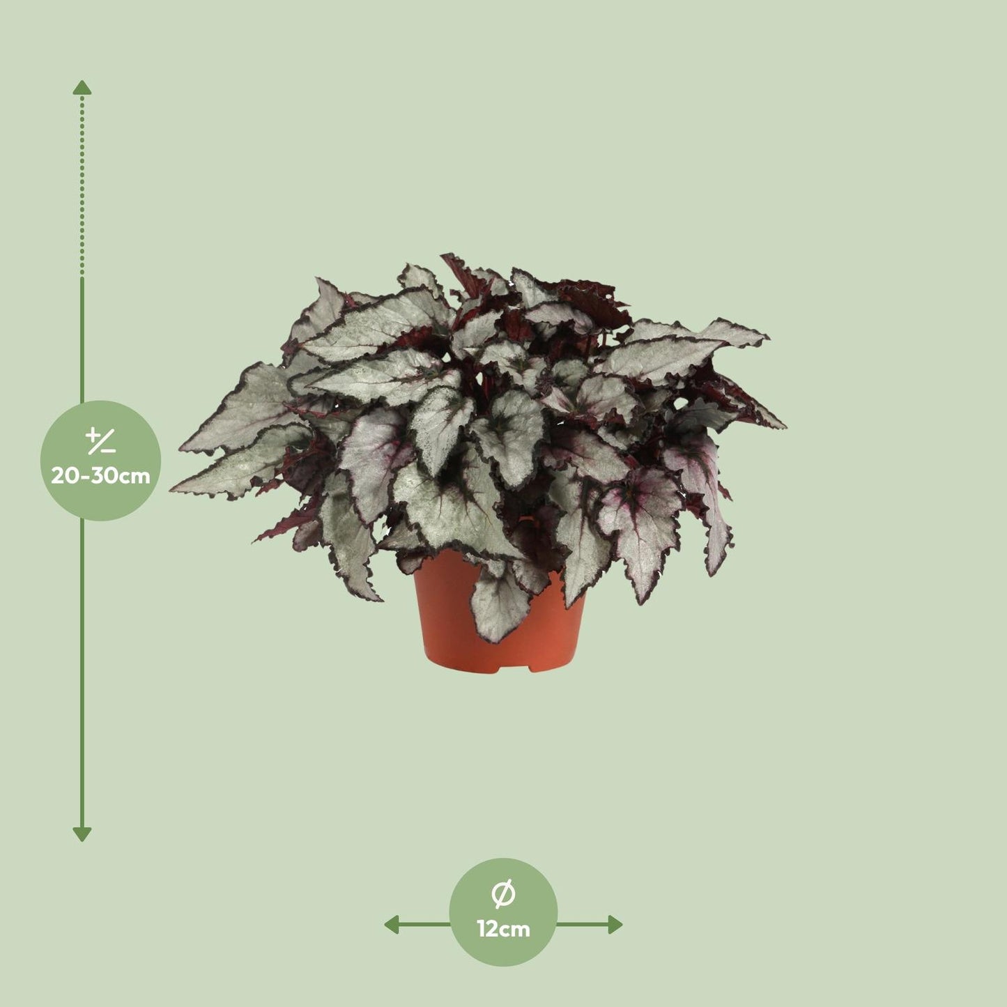 Begonia Rex Coco - Ø12cm - ↕25cm von Pflanzfix24