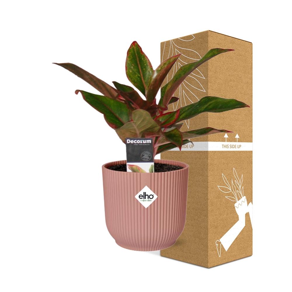 Aglaonema Crete in ELHO Vibes Fold 14cm roze - Pflanzfix24