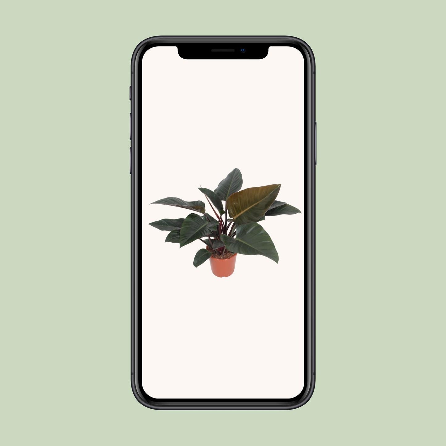 Philodendron Congo Red Ø27cm – Luftreinigende Zimmerpflanze | Pflanzfix24.de - Pflanzfix24.de