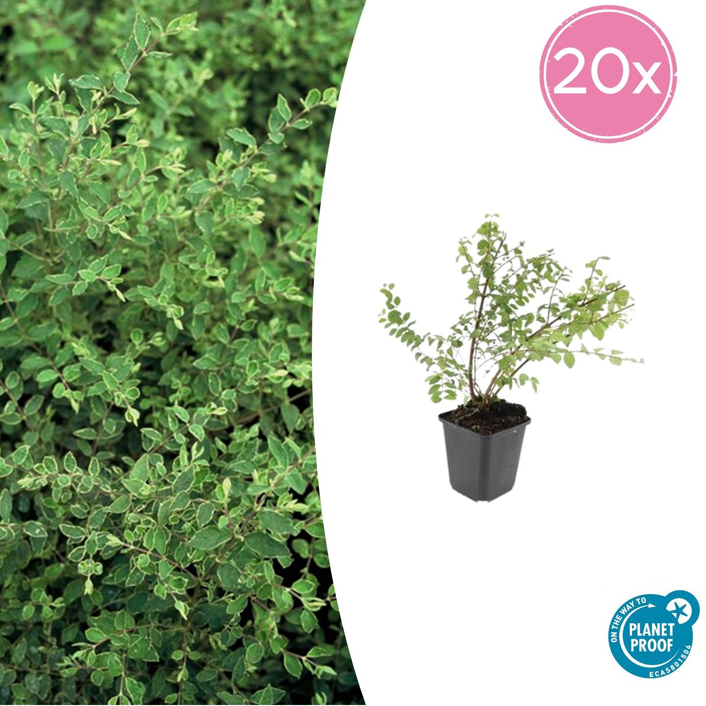20x Symphoricarpos ch. 'Hancock' - pflanzfix24