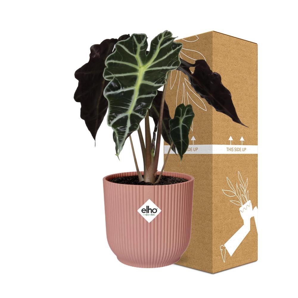 Alocasia Polly ELHO Vibes Fold 14cm rosa | Pflanzfix24