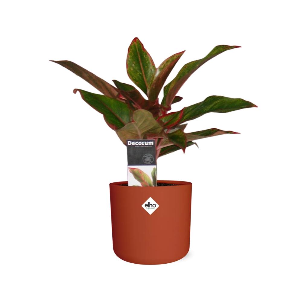 Aglaonema Crete in ELHO b.for soft rond 14cm brique - Pflanzfix24