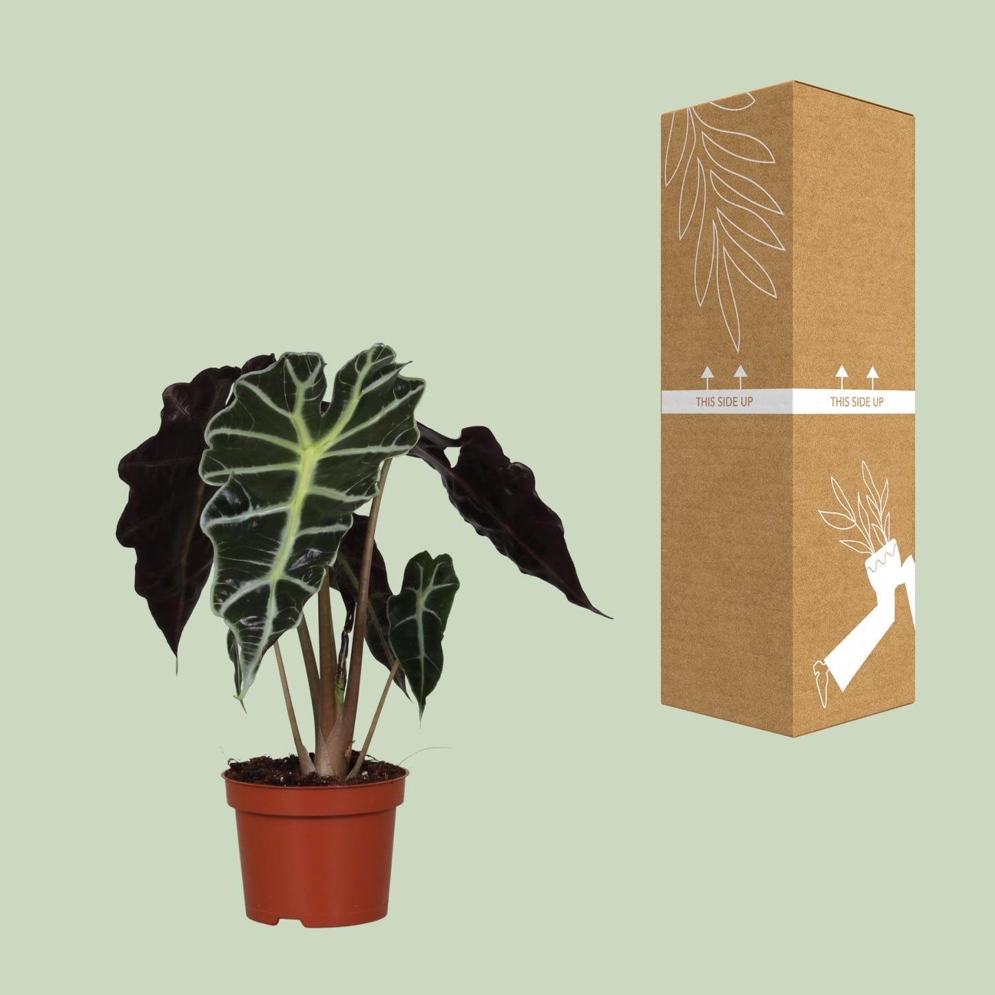 Alocasia Amazonica Polly - Ø12cm - ↕30cm bei Pflanzfix24.de - Pflanzfix24.de