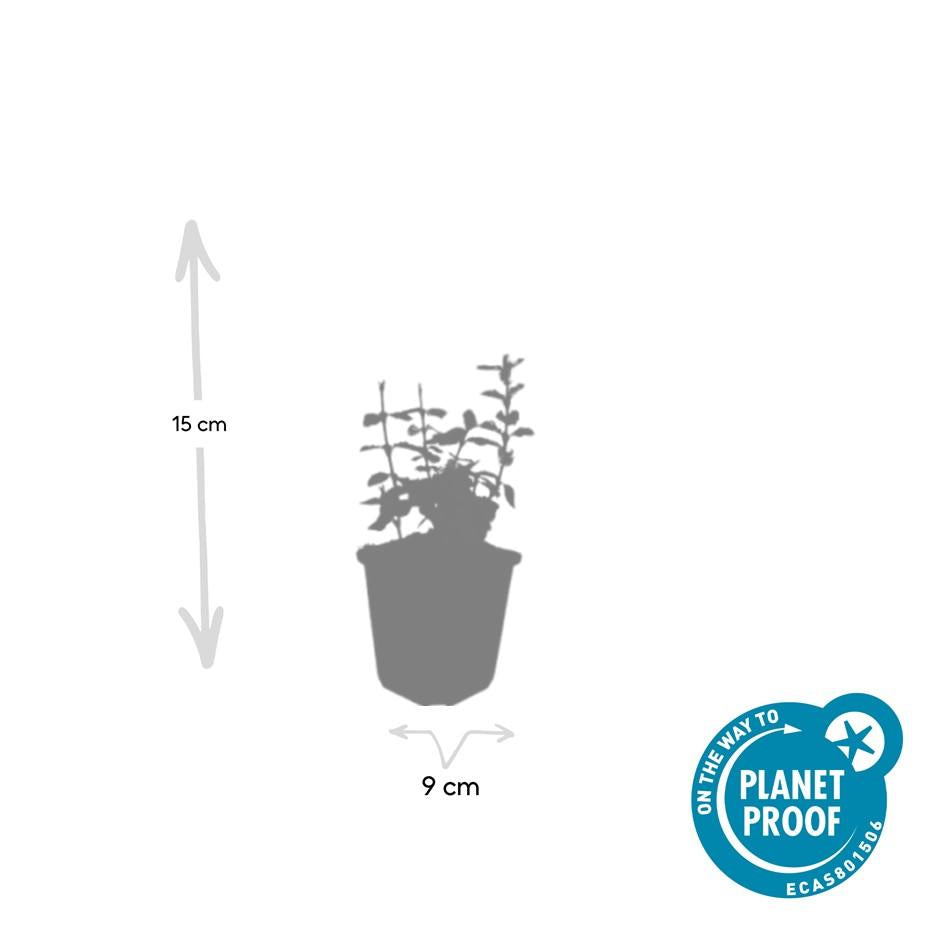 20x Euonymus fort. 'Harlequin' - Dekorativer Gartenbodenbelag von Pflanzfix24.de - ↕10-25cm - Ø9cm - Pflanzfix24.de