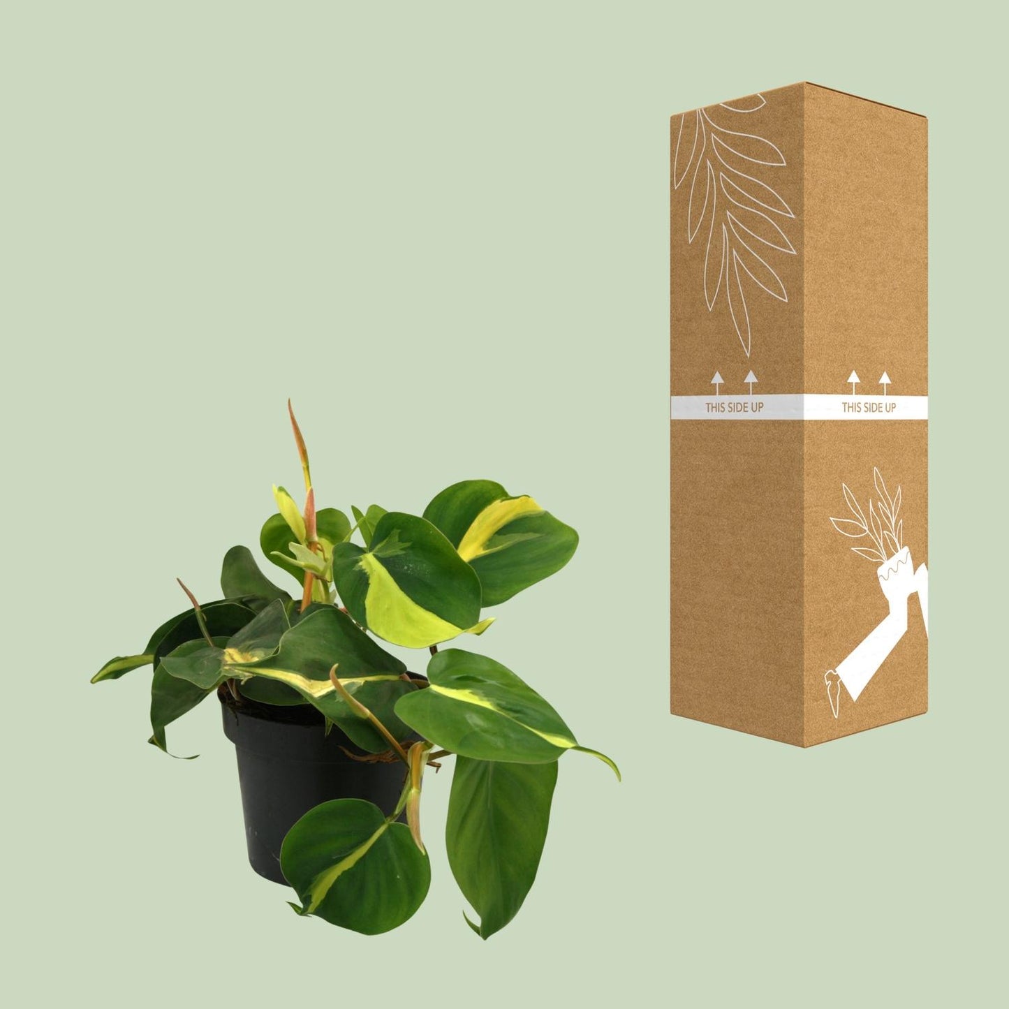 Lophospermum Brasil Scandens Ø12cm - pflanzfix24