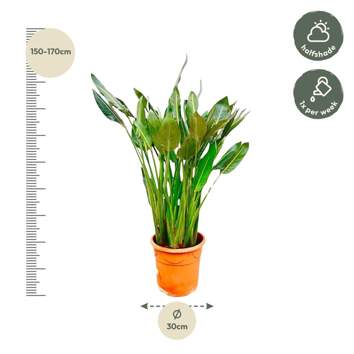 Strelitzia Reginae XL 160cm ⌀30 cm – Paradiesvogel Pflanze – Pflanzfix24.de - Pflanzfix24.de