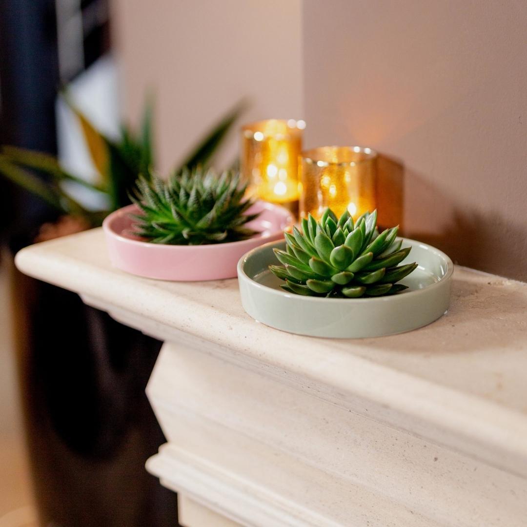 ROOTLESS Echeveria Lilacina in rosa Keramik | Pflanzfix24.de - Pflanzfix24.de