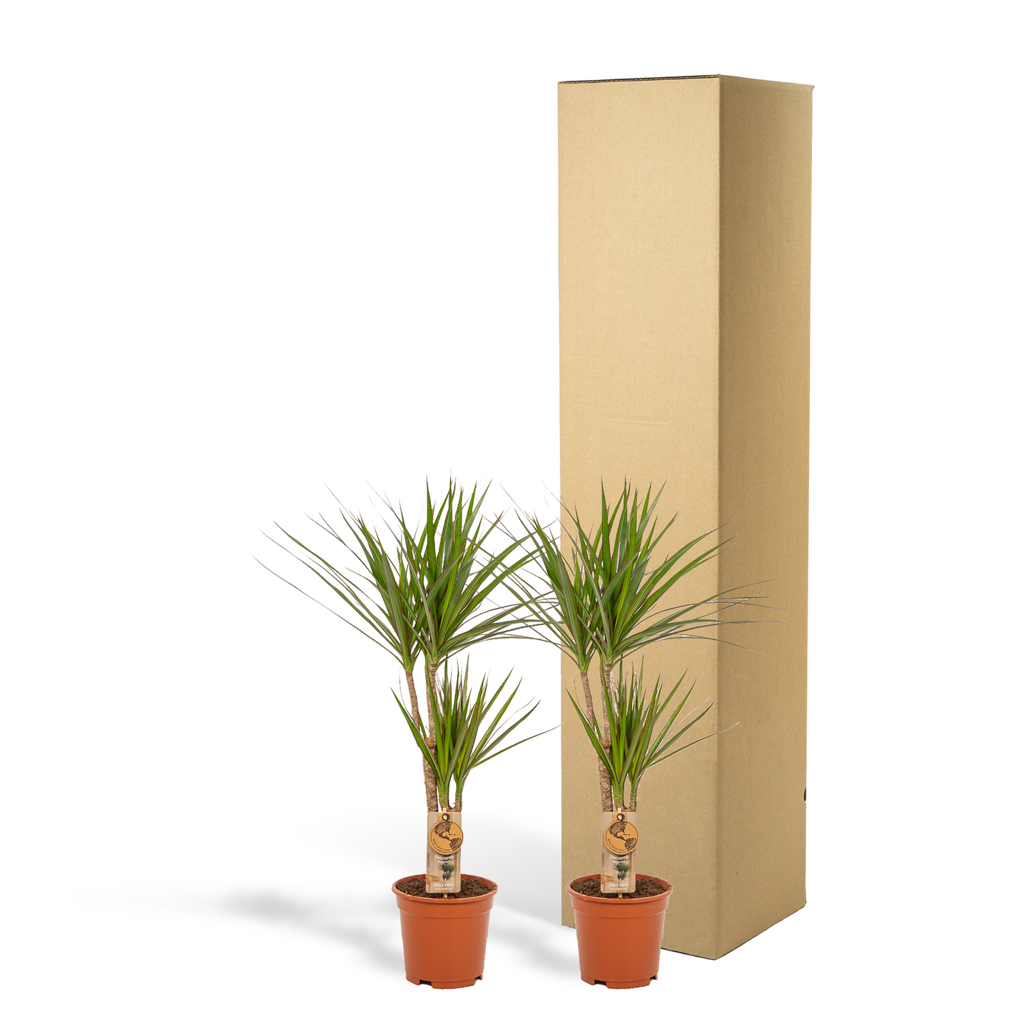 2x Dracaena - ↨90cm - Ø17cm - Pflanzfix24.de - Pflanzfix24.de