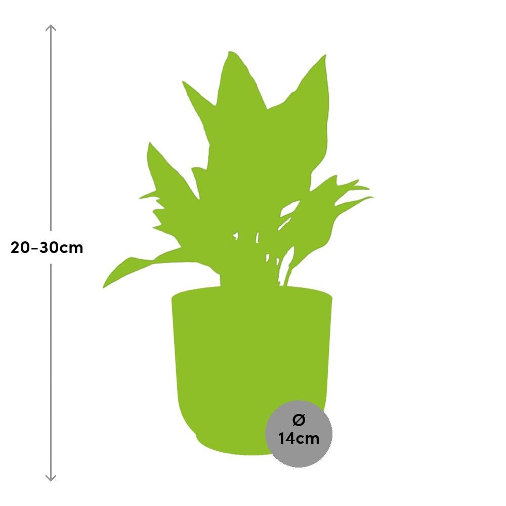 Aglaonema Maria in ELHO Vibes Fold 14cm roze - Pflanzfix24