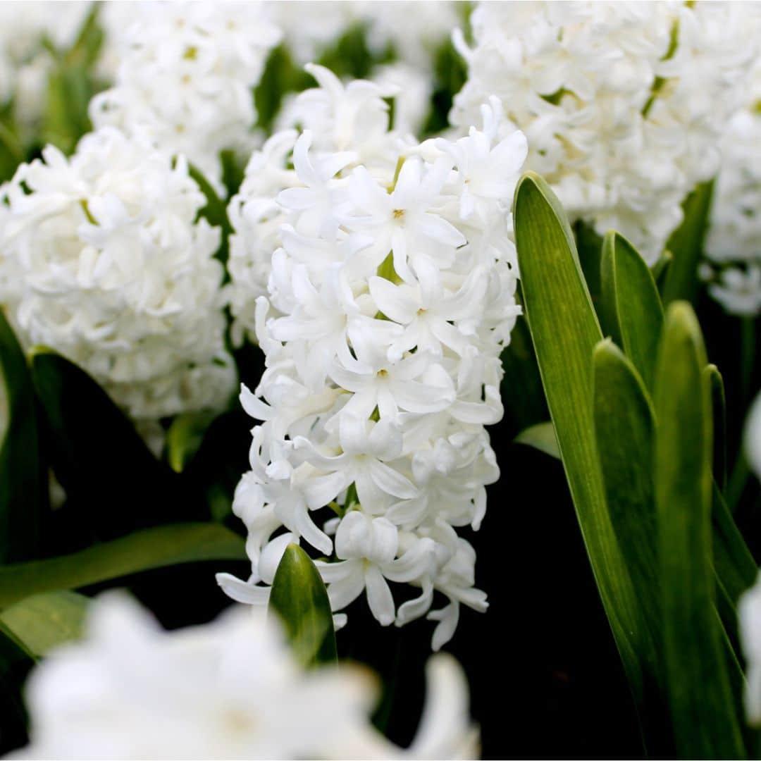 Pflanzfix24 - Hyazinthe 'Louvre' - 10 Blumenzwiebeln - Größe 14/15