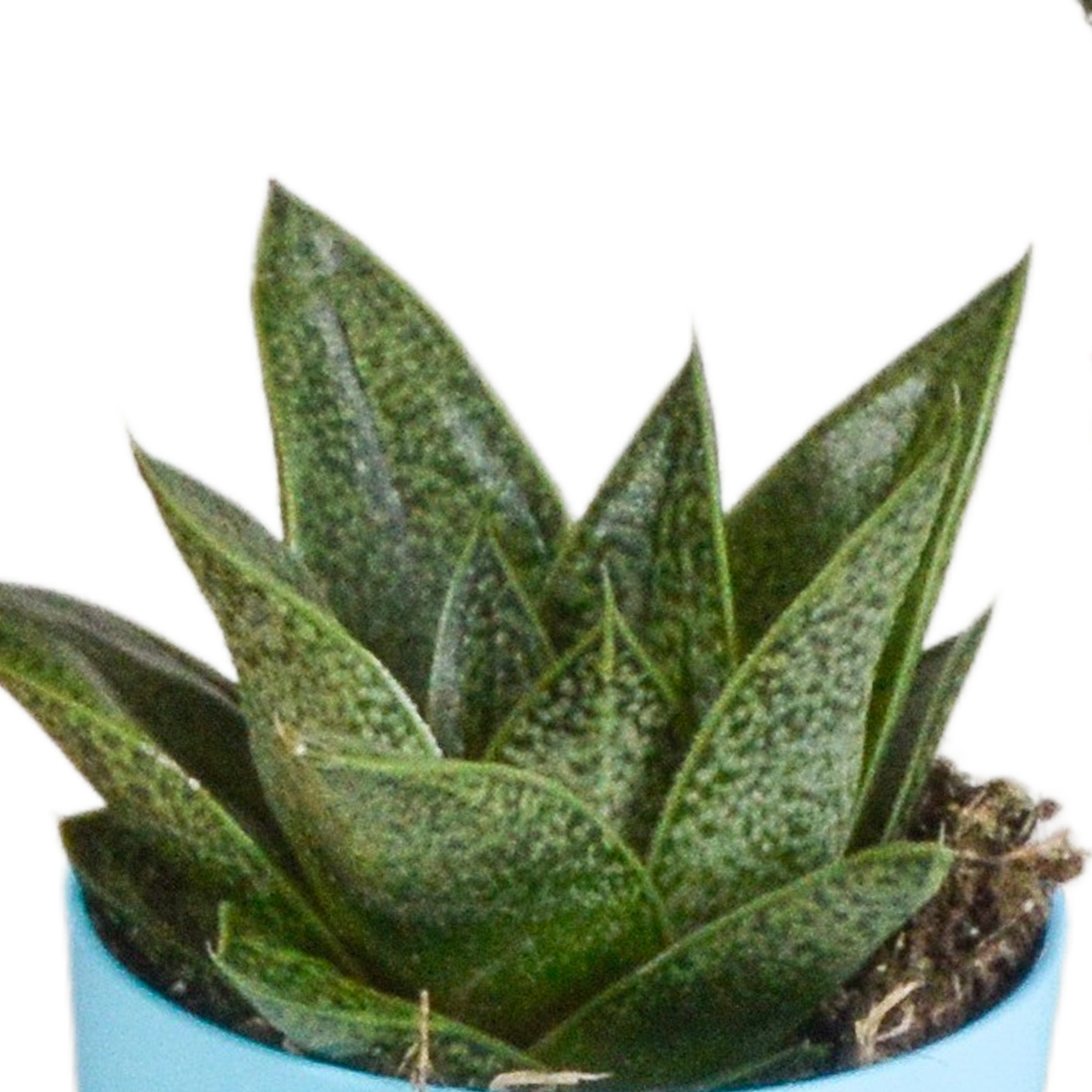 Gasteria/Haworthia-Mischung 5,5cm - 5x - in gekleurde plasticpot - Pflanzfix24.de - Pflanzfix24.de