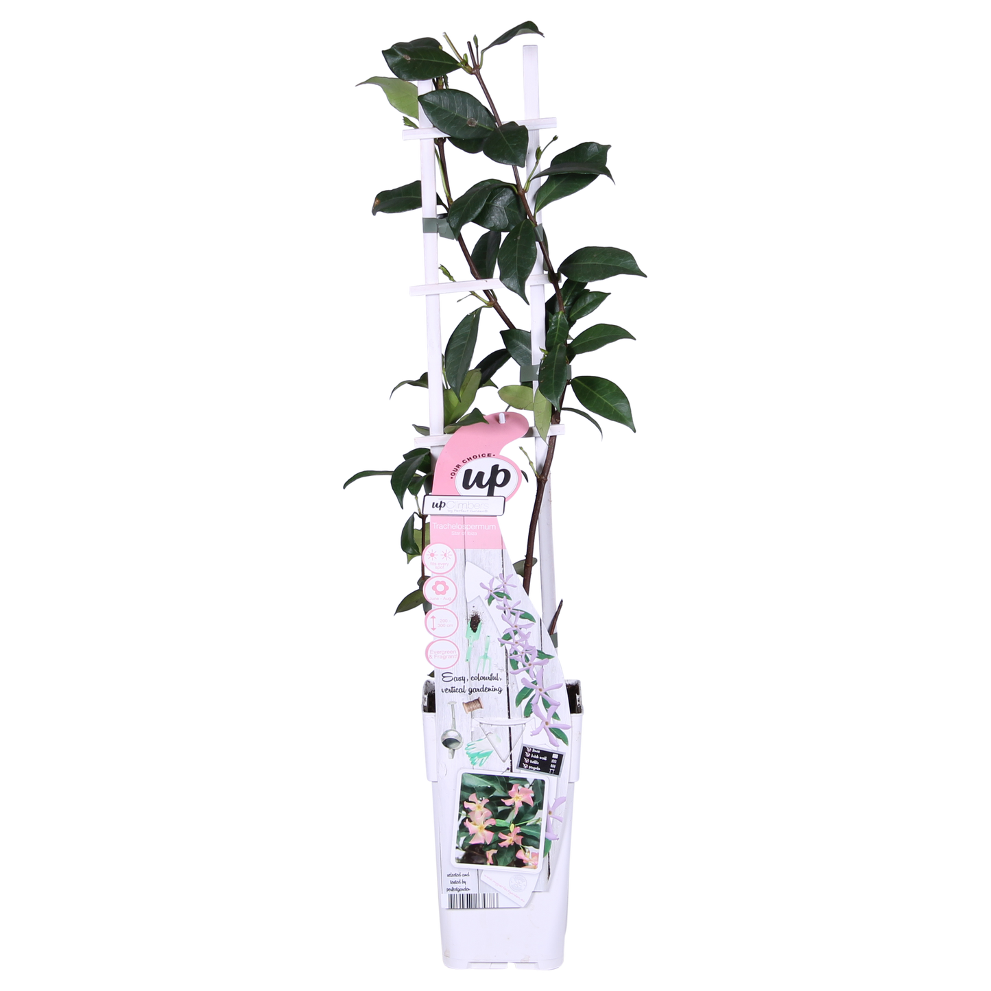 2x - Trachelospermum 'Star of Ibiza' - ↨65cm - Ø15 - Pflanzfix24