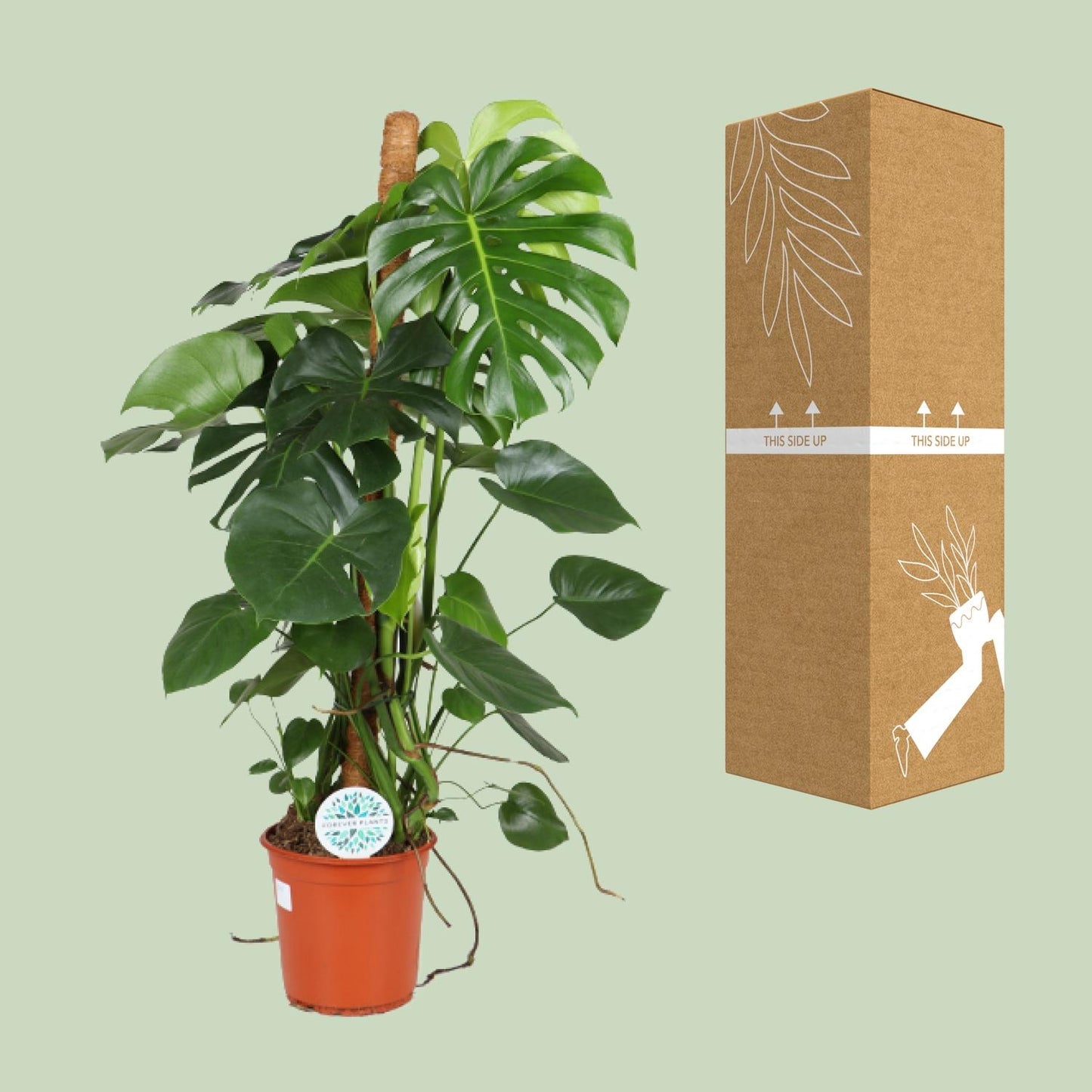 Monstera Deliciosa Ø24cm 105cm Höhe – Pflanzfix24.de - Pflanzfix24.de