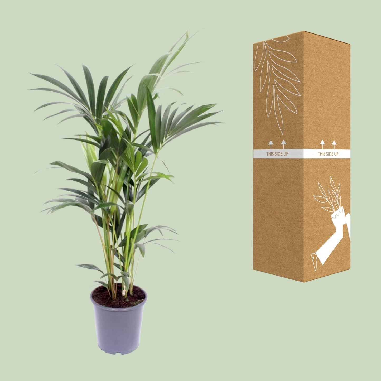 Kentia-Palme - Howea Forsteriana - Ø21cm - ↕120cm - Pflanzfix24.de - Pflanzfix24.de