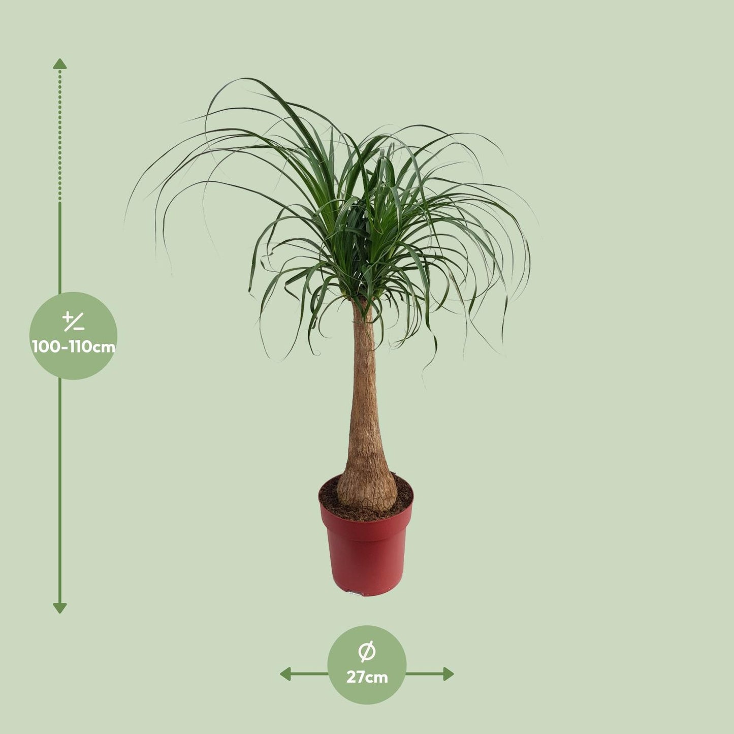 Beaucarnea 'Maya Palm' Stam P27 - Ø27cm - ↕110cm - Pflanzfix24