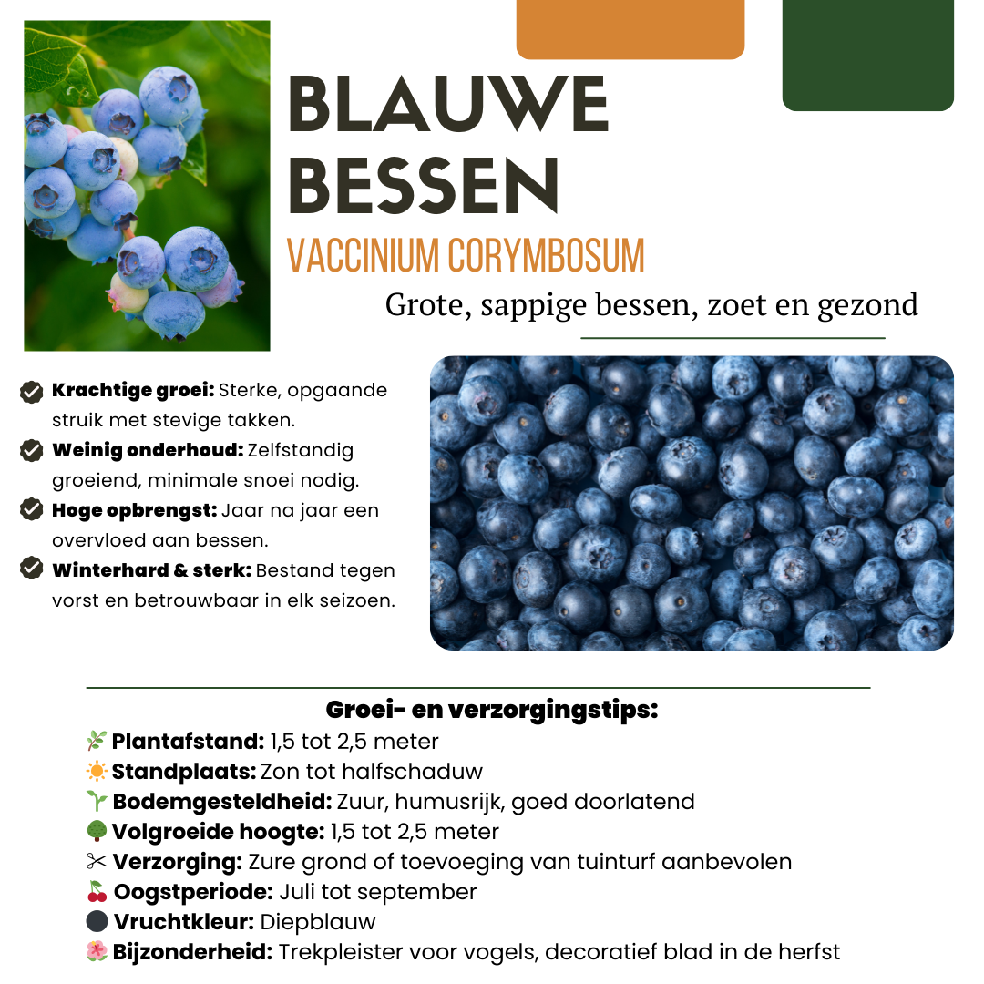 Früchte-Party BIO Beeren-Set – 3 Obstpflanzen | Pflanzfix24.de - Pflanzfix24.de