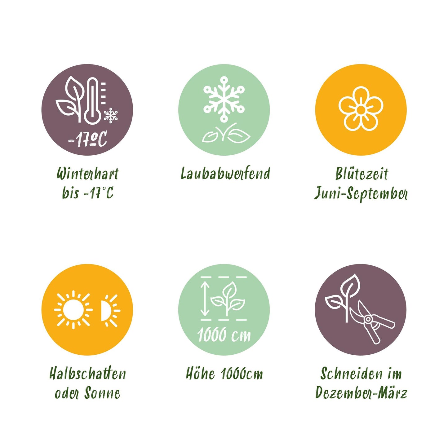 GreenboutiQ - Kletterrose - Rosa New Dawn - Blüte Hellrosa - 2 Pflanzen - Pflanzfix24.de - Pflanzfix24.de