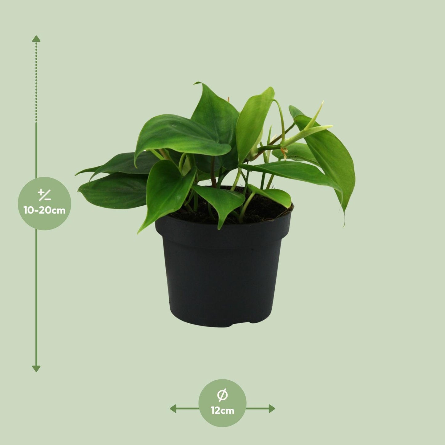 Philodendron Scandens 20cm Ø12cm – Pflegeleichte Zimmerpflanze | Pflanzfix24.de - Pflanzfix24.de